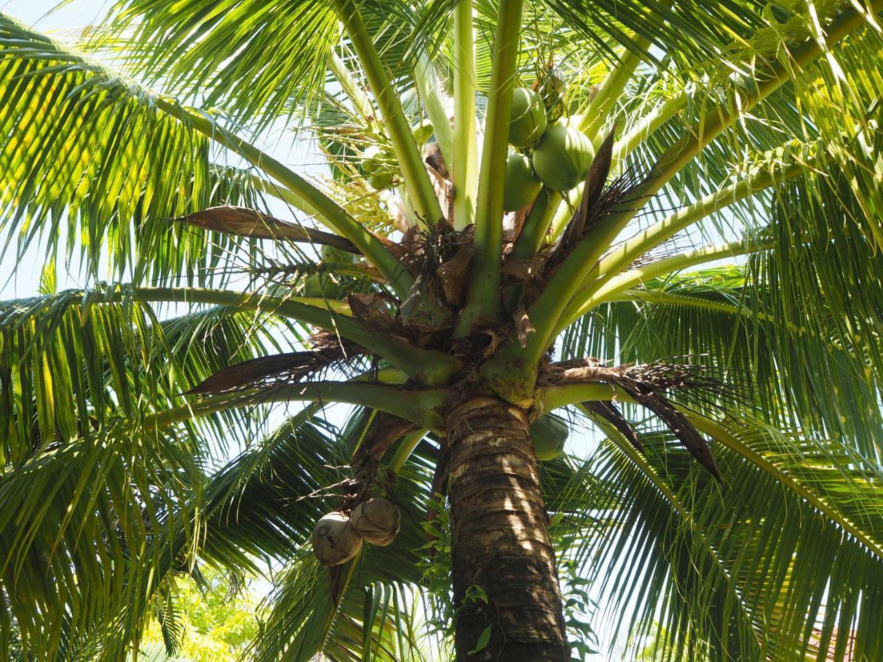 Coconut Bungalow Nai Yang Zewnętrze zdjęcie